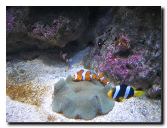 23 Finding Nemo